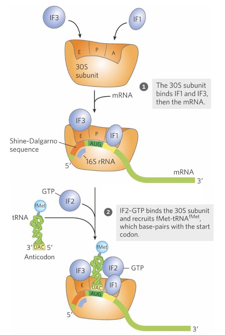 <p>Acts on 30S ribosomal subunit to form translation initiation complex</p><p>IF-1 blocks premature tRNA binding at A-site</p><p>IF-3 blocks premature binding of 50S subunit</p><p>mRNA base pairs with 16S rRNA in the 30S subunit; <strong>Shine-Dalgarno sequence </strong>region in mRNA guides initiating (5’)AUG to its correct position (P-site)</p><p>IF-2 binds <strong>fMet-tRNA<sup>fMet</sup></strong> and inters it into <strong>P-site</strong>; Also binds GTP</p><p>mRNA start codon base pairs with the fMet-tRNA<sup>fMet</sup> anticodon</p><p>AUG is the only codon to bring an AA to P-site, everything else goes on the A-site</p>