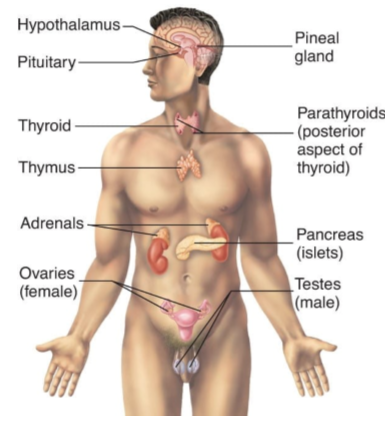 <p><span>Glands that have no ducts but possess many blood capillaries, secreting hormones directly into the blood.</span></p>