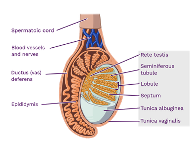 <p>Sperm is produced in the <strong>seminiferous tubule</strong> & leaves the testes via the <strong>vas deferens </strong></p>