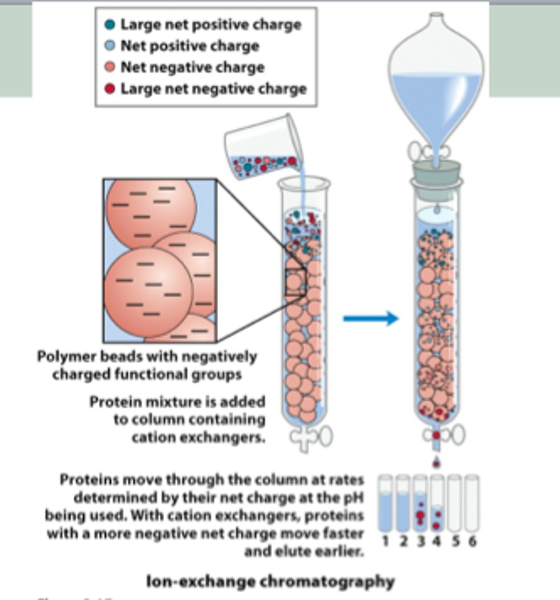 <p>Column is filled with polarized silica or alumina beads for the adsorbent</p><p>Gravity then moves solvent and compounds down the column</p><p>Size and polarity play a role in the retention time of the eluent</p><p>Less polar compounds will pass through faster</p><p>Solvent polarity, pH, or Salinity can be changed to help elute protein</p><p>Differing fraction of collected eluent are then evaporated and solvent of interest is isolated</p>