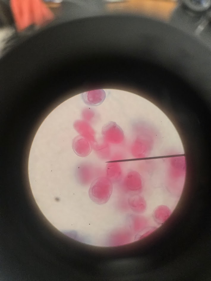 <ol><li><p>is this a protist or a bacteria?</p></li><li><p>what phylum?</p></li><li><p>what is this species called?</p></li></ol><p></p>