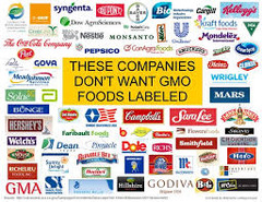<p>one that has artificially acquired one or more genes from the same or different species</p>