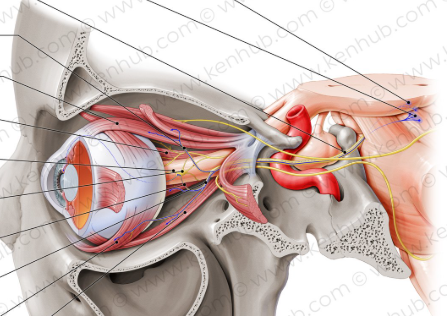 <p><span>The third cranial nerve. Motor nerves that innervate some of the muscles of the eye, including the superior, inferior, and medial rectus, as well as the inferior oblique. They also innervate the levator palpebrae superioris muscles that move the eyelids. This nerve is checked by testing the patients horizontal eye movement. </span></p>