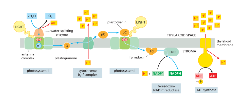 <p>They are re-excited by light to a higher energy level</p>