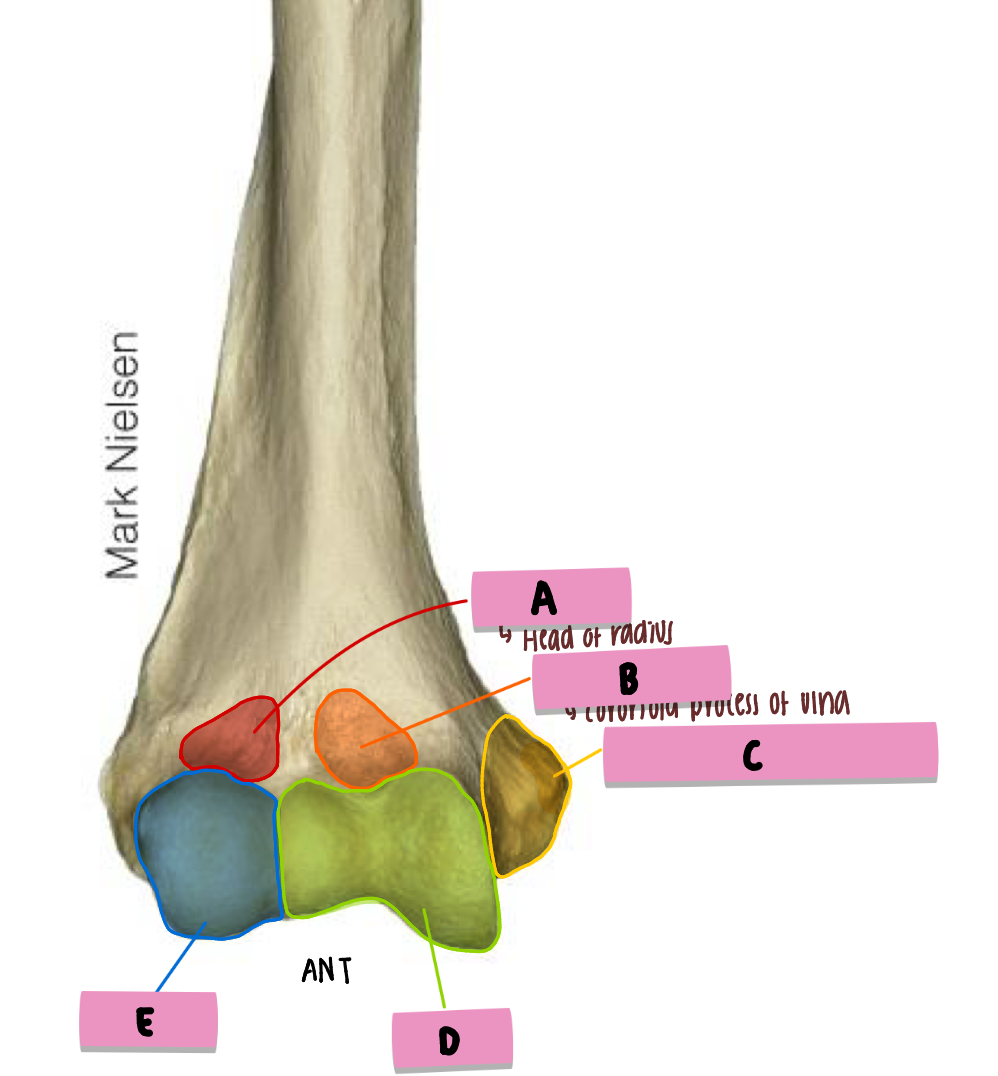 <p><strong>label</strong> the <strong>features</strong> (<strong>ant/distal </strong>humerus)</p>