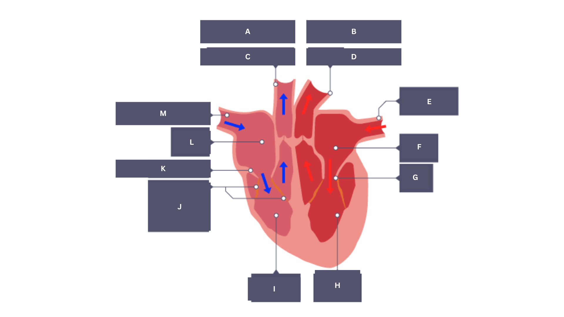 <p>Label this diagram of the heart.</p>