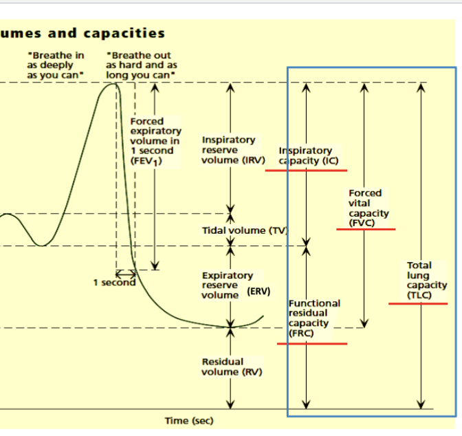 <p>inspiratory capacity </p><ul><li><p>IRV+TV</p></li><li><p>max air in </p></li></ul><p></p>