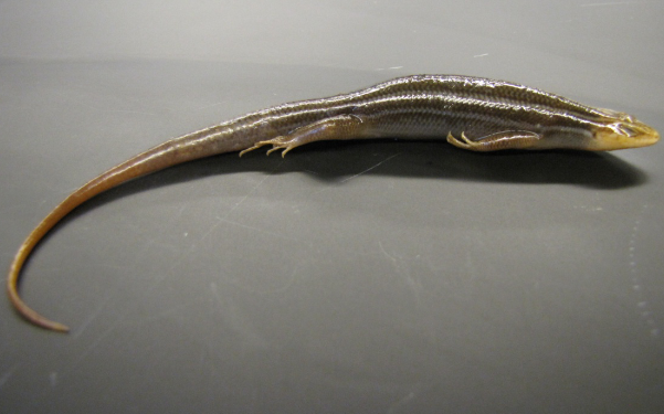 <p>Common name, Family, Scientific Name?</p>