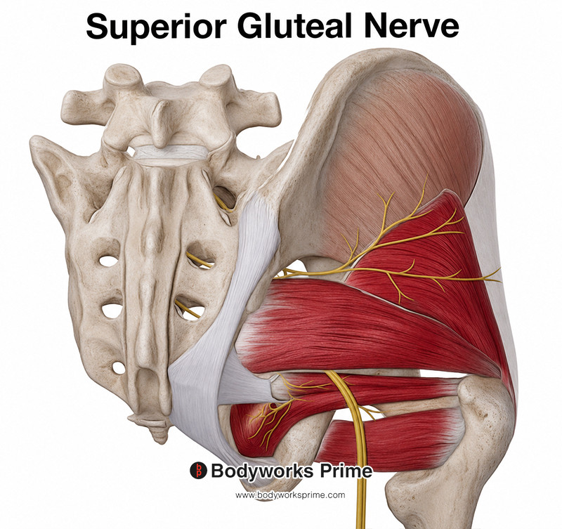 <p>What is the path of the superior gluteal nerve?</p>