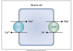 <p>With [co/counter] transport, solutes move in opposite directions</p>
