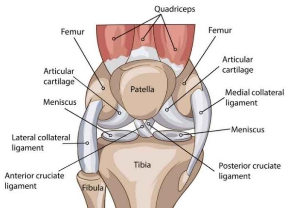 <p>The femur, tibia, and patella.</p>