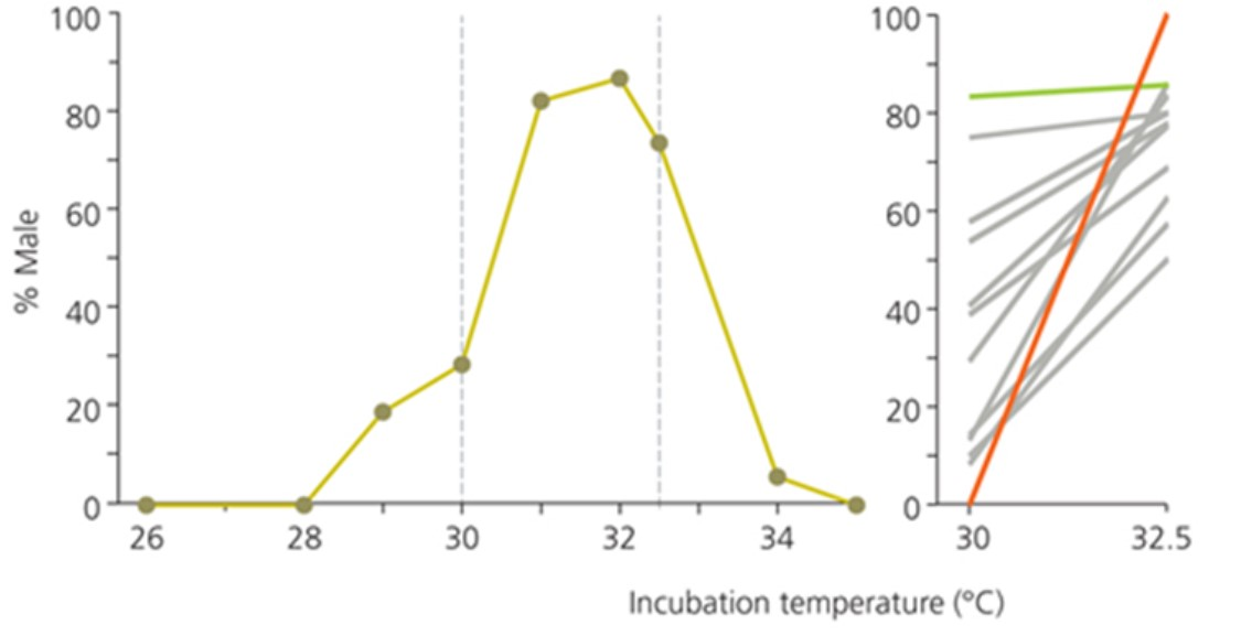 <p><span>This graph shows temperature sex determination in geckos. The graph on the right shows how temperature affects sex ratio depending on different fathers. Each line represent a single male individual whose offspring were split in half and each half of clutch raised in either 30C or 32.5 C. What is this graph telling us? </span></p>