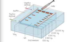 <p>Gel Electrophoresis.</p>