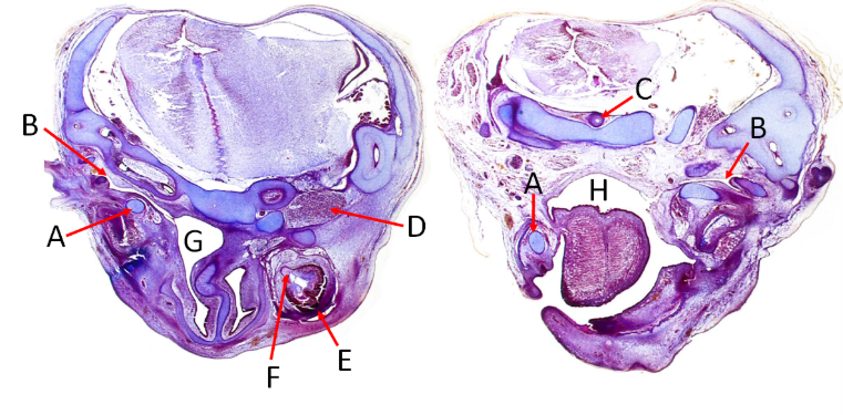 <p>Label A, B, C, D, E, F, G and H</p>