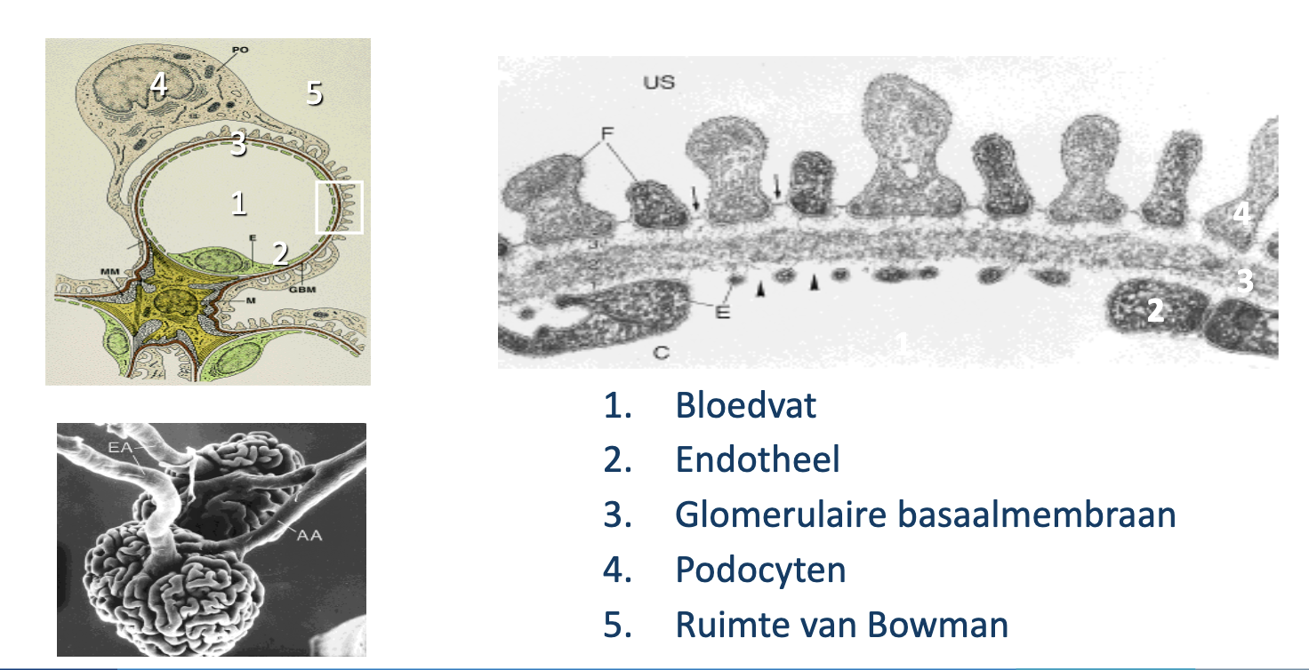 <ul><li><p>glycocalyx → suikerlaag op endotheel is 1e barriere tegen albu verlies</p><ul><li><p>beschermt ook het opp tegen ontstekingscellen</p></li><li><p>verlies hiervan → hogere permeabiliteit eiw → albuminurie</p></li><li><p>ziet er harig uit </p></li></ul></li><li><p>podocyten → vormen met hun uitlopers (foot processes) een sleutelstruc in filtratie</p><ul><li><p>bij beschadiging raken deze processen vervlakt → foot process effacement + proteinurie</p></li></ul></li><li><p>glom basaalmembraan (GBM) → laatste selectieve barriere tegen eiwitverlies</p></li></ul><p></p>