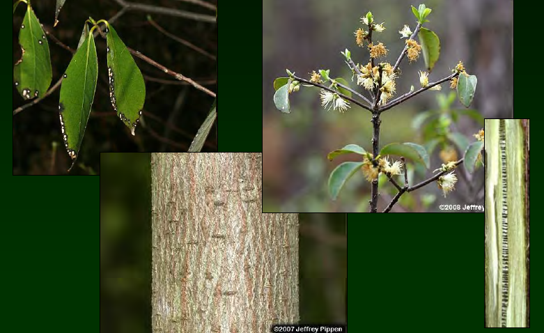 <p>•</p><p>Symplocaceae</p><p>•</p><p>Key Characters:</p><p>•</p><p>Evergreen</p><p>•</p><p>Yellowish petioles and midribs</p><p>•</p><p>Sweet taste</p><p>•</p><p>White flowers</p>