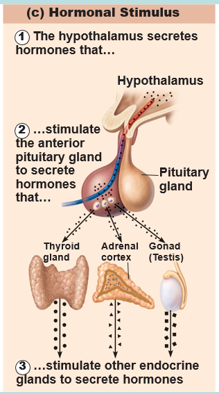 <p>hormones stimulate other endocrine organs to release their hormones</p>