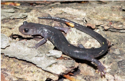 <p>Wehrle’s salamander</p><p>white or cream flecks with gray belly</p><p>webbed feet - no clue why</p><p>uphill sections of forest</p><p>xeric specialist with high desiccation resistance</p>