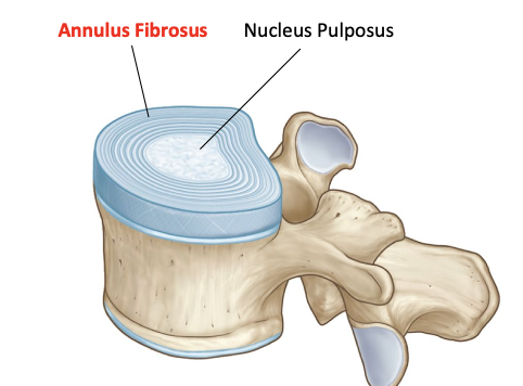<p>Annulus fibrosus</p>