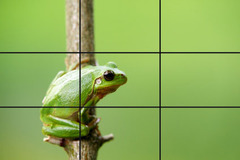 <p>composed of two horizontal lines and two vertical lines equally spaced to create a grid of nine sections. The rule says to arrange the main focal point of the subject where any of the two lines intersect</p>