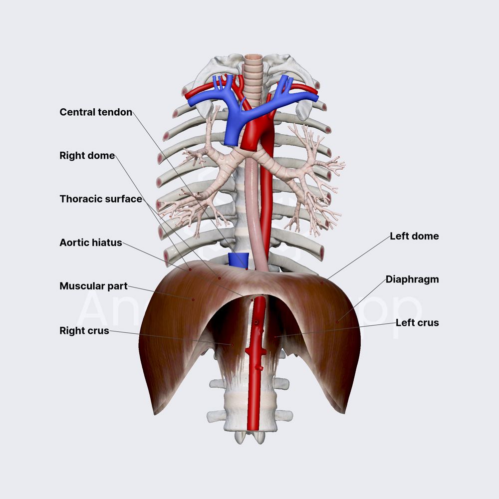<p>Diaphragm</p>