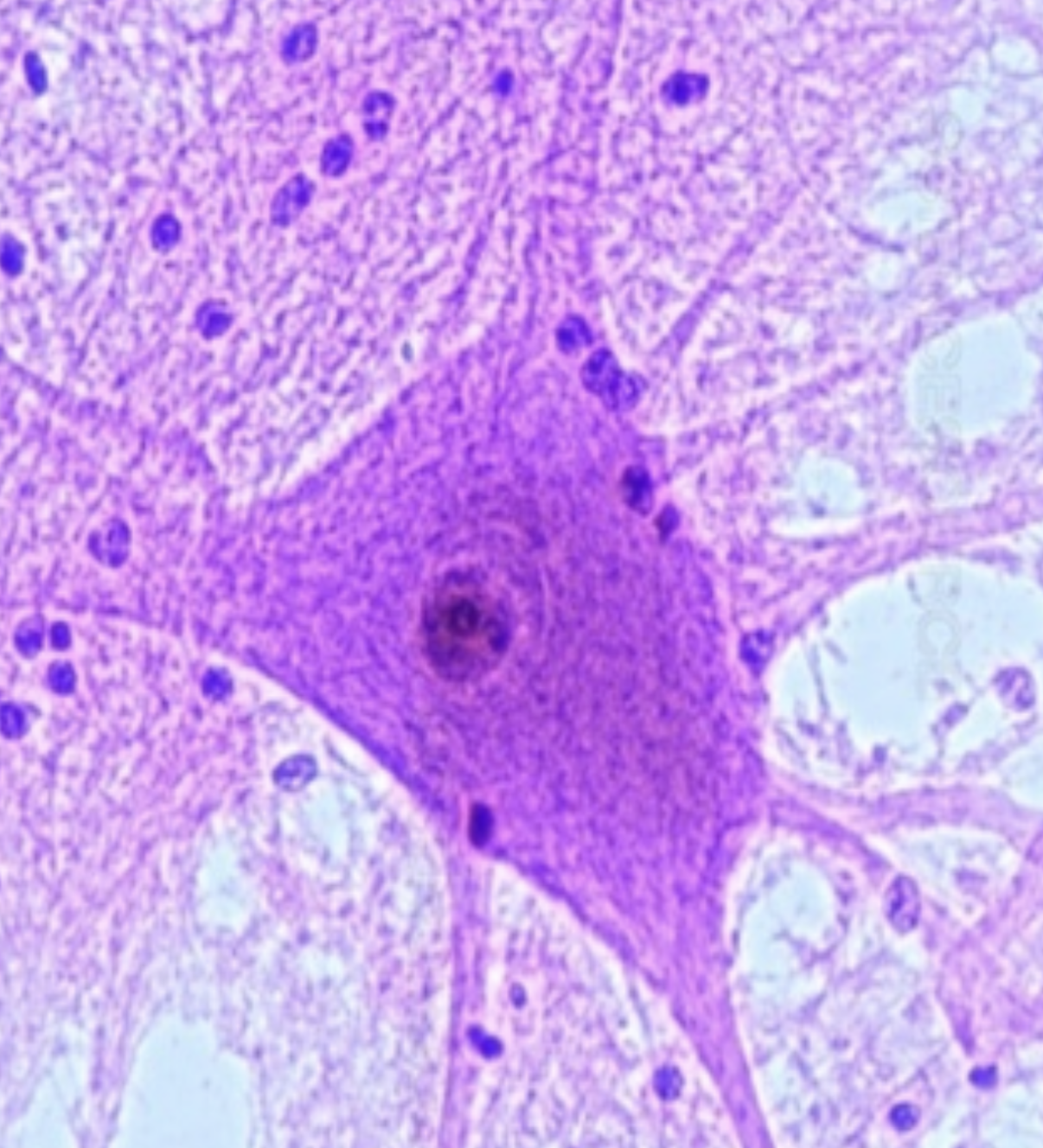 <p>Contains chromatin and a nucleolus (cell control center) </p>