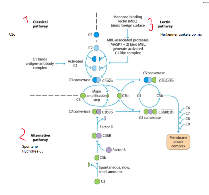 <ol><li><p>klassieke route → activatie C1-complex door binding (minstens) 2 Fc domeinen aan C1q</p></li><li><p>alternatieve route → spontane hydrolyse C3</p></li><li><p>lectine (=eiwitten die suikers binden) gebonden aan micro-organismen → herkenning suikers op micro-organismen</p></li></ol><p></p>