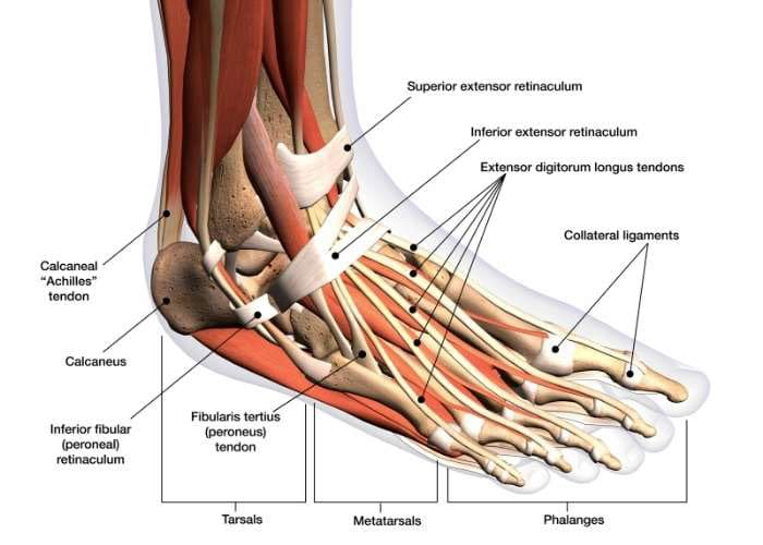 <p>Ankle / Foot</p>