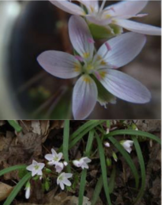<p>Spring beauty<br>Five-pettaled white/pink flowers w/pink veins and pink anthers<br>Thin, delicate stems<br>Narrow, linear, dark green leaves (usually paired)<br>Tuberous root: edible w/ chesntut-like flavor</p>