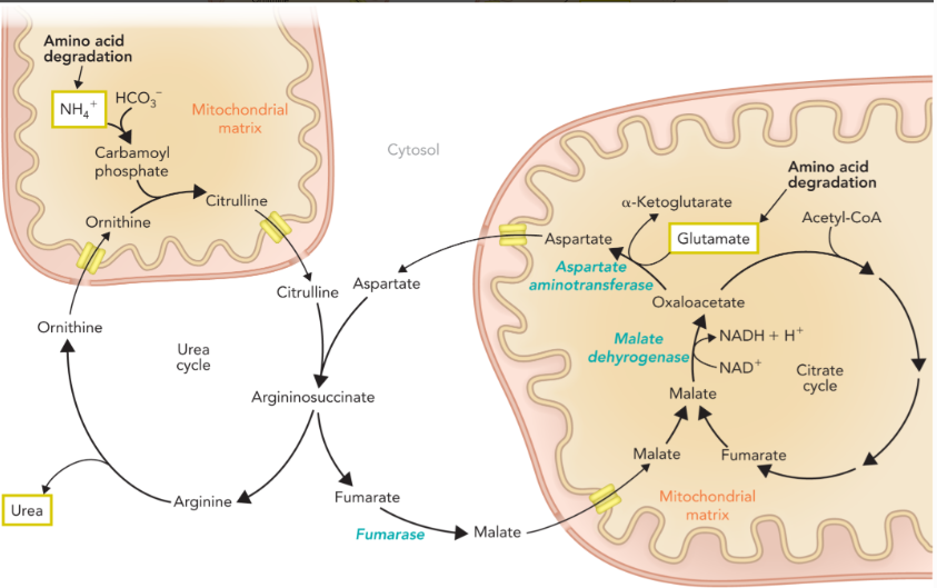 <ul><li><p>fumarate is converted to malate in the cytosol by an isozyme of fumarase </p></li><li><p>malate is transported into the mitochondrial matrix through the malate-aspartate shuttle and converted into oxaloacetate though malate dehydrogenase </p></li><li><p>oxaloacetate is used as substrate with glutamate in the aspartate aminotransferase reaction to generate aspartate which is transported back to the cytosol </p></li><li><p>aspartate is then used to form argininosuccinate </p></li></ul><p></p>