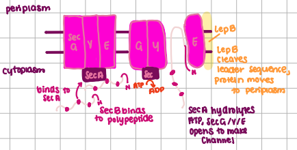 <p>dominant system, can transport proteins: to the periplasm, into the inner membrane, or the outer membrane </p><p></p>