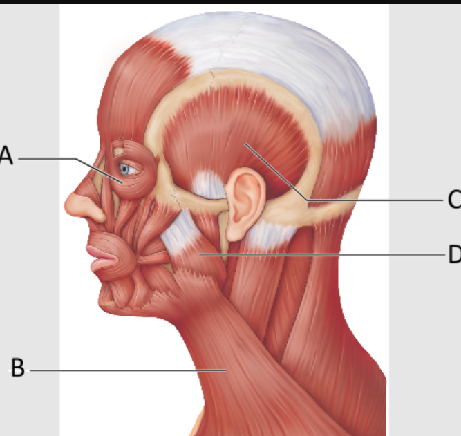 <p>Name the muscle at A.</p>