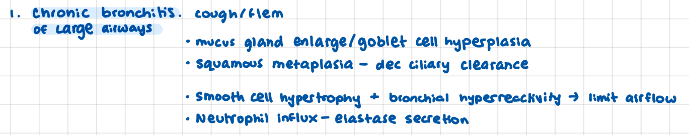 <p>Large airways, mucus, smooth cell hypertrophy, bronchial hyperreactivity (dec airflow)</p>