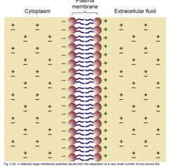 <p>Any macroscopic region of a solution must have equal numbers of positive and negative charges.</p><p>So almost all the extracellular and intracellular ions are paired + with -, with just a small number of excess neg charges just inside the membrane paired with a small excess of positive charges just outside the membrane.</p><p>The bulk of the cytoplasm and ECF is electroneutral. Only a small relative number of excess charge is found on either side of hte membrane.</p>