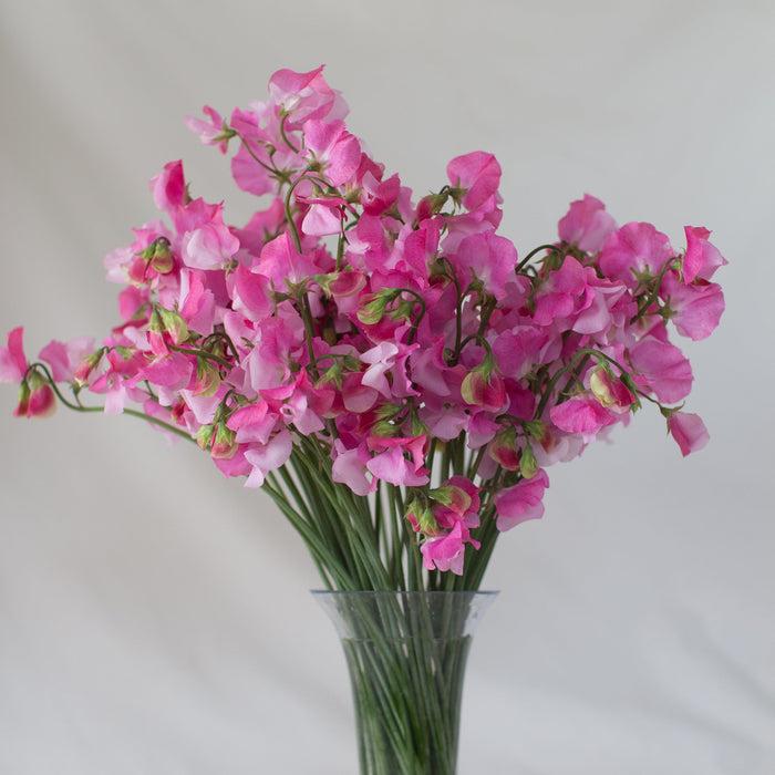 <p>Fiori delicati simili a farfalle, profumati. <strong>Cura:</strong> molta acqua, fresco.</p>