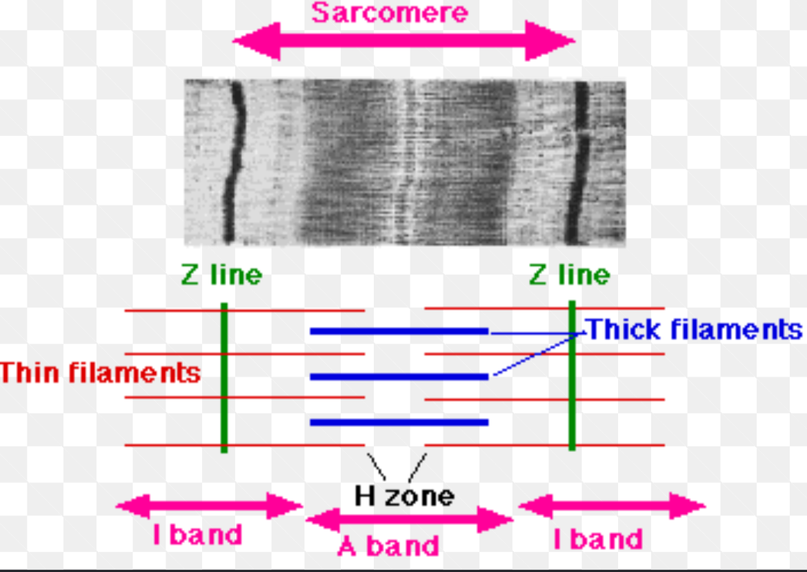 <ul><li><p>a myofibril</p></li><li><p>a sarcomere (z-disc to z-disc)</p></li><li><p>‘A’ band</p></li><li><p>‘I’ band</p></li><li><p>‘M’ line</p></li><li><p>‘Z’ disc (Z line)</p></li></ul><p></p>