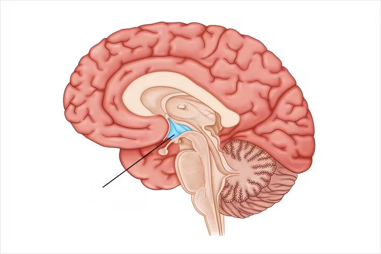 <p>What structure is shown.</p>