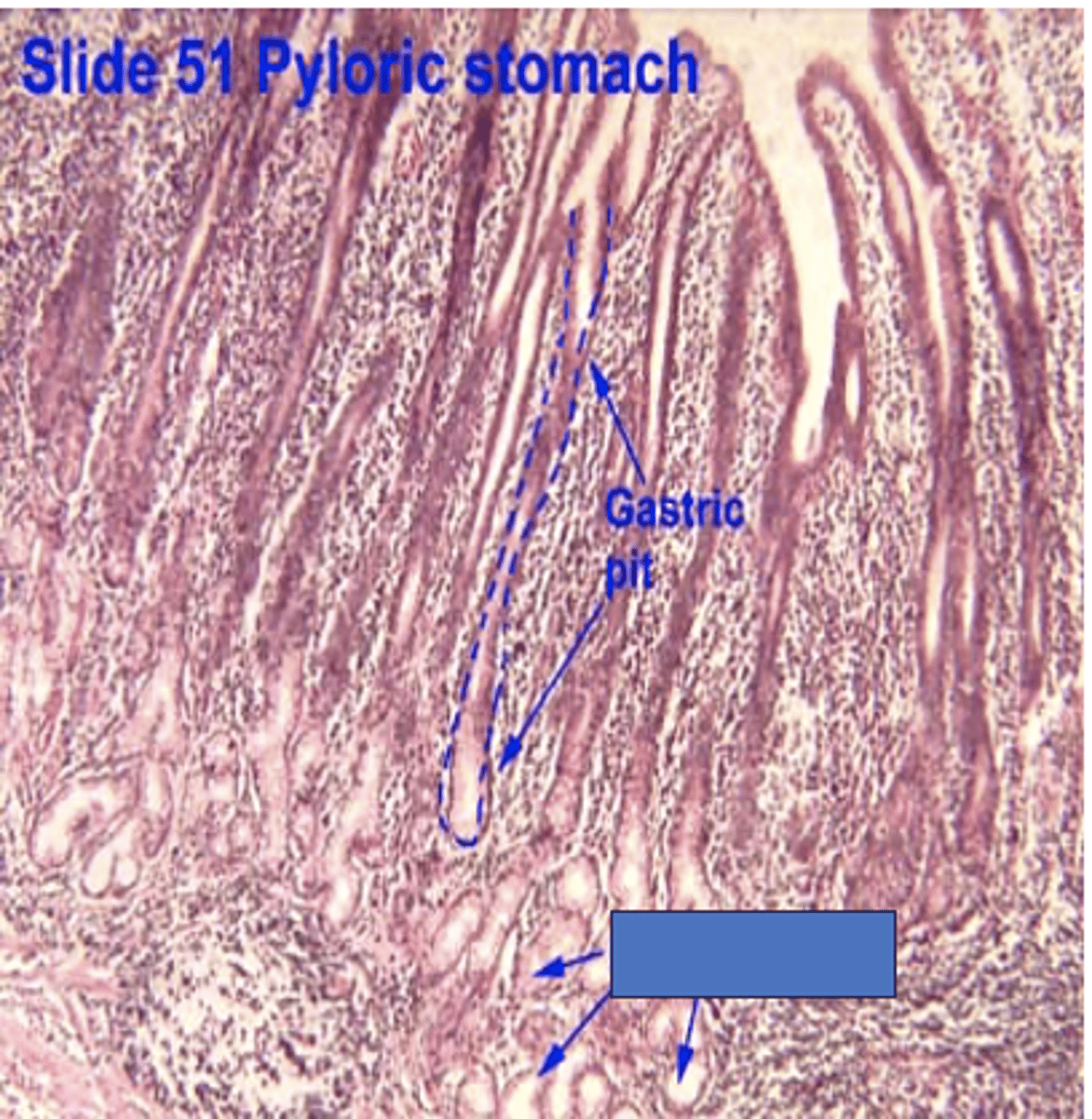 <p>Identify the structures</p>