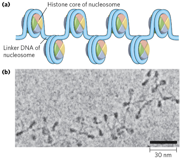 <p><span style="background-color: transparent;">Histone proteins act to package the DNA</span></p>