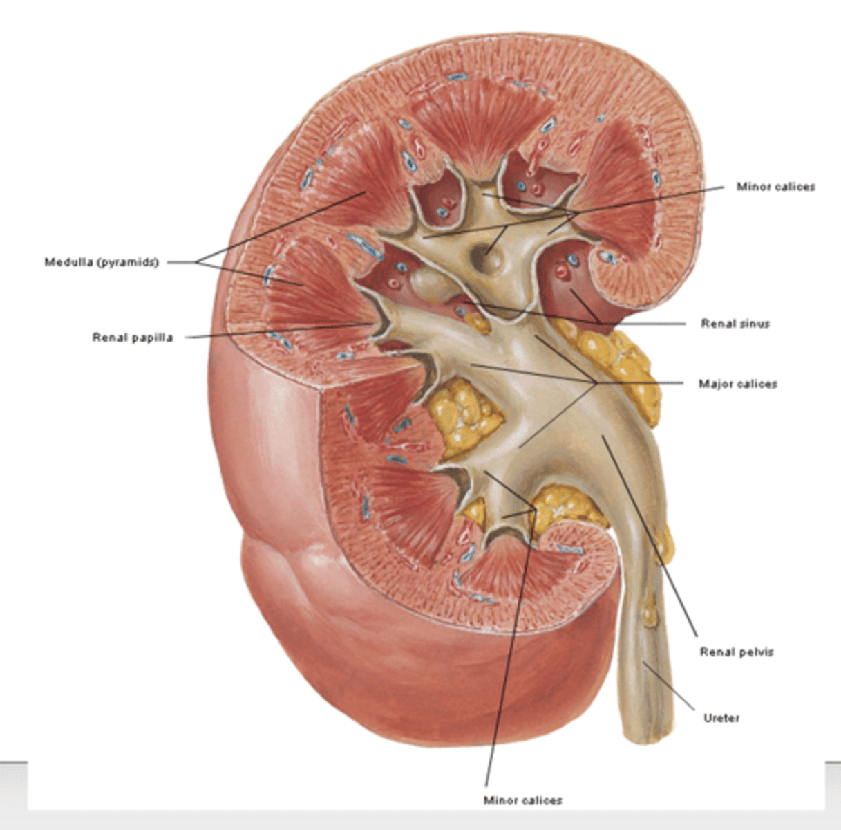 <p>what kind of organ is the kidneys?</p>
