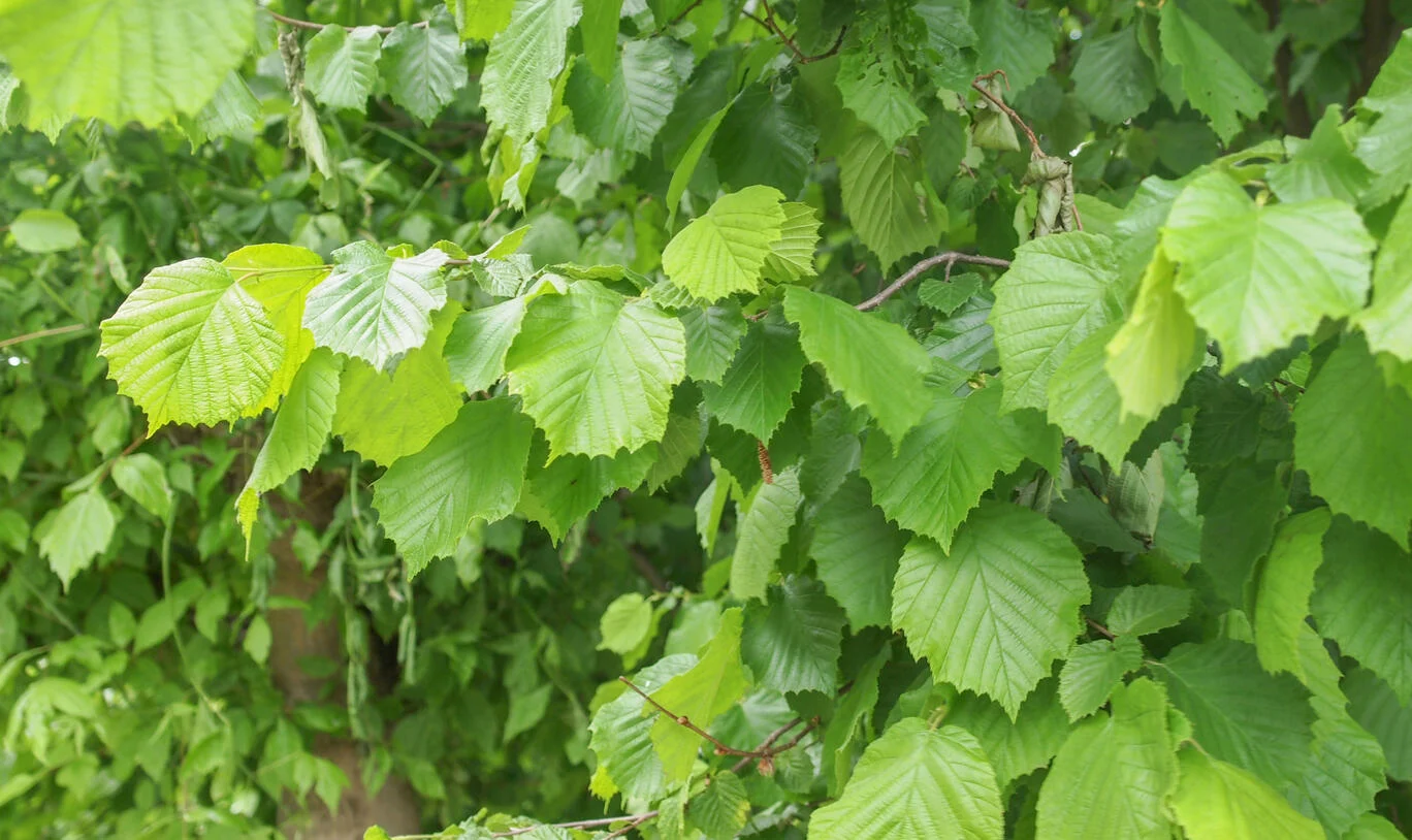 <ul><li><p>Frühblüher</p></li><li><p>buschiger Strauch mit vielen Einzelstämmen</p></li><li><p>Pollenquelle für Bienen</p></li><li><p>Nüsse als Futter für Eichhörnchen, Vögel und Menschen</p></li><li><p>windbestäubt (männliche Katzen bilden sich im Herbst)</p></li><li><p>Volksglaube: Schutz gegen Blitz und Hexen</p></li><li><p>gut zum Schnitzen</p></li></ul><p></p>