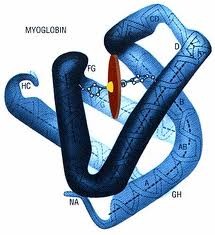 <p>apomyoglobin + heme =</p>