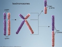 <p>Chromosomes with identical arms</p><p> </p><p> Form when centromeres divide along the incorrect plane during meiosis</p>