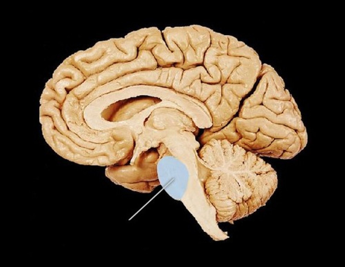 <p>part of the brain stem, assists with regulation of breathing</p>