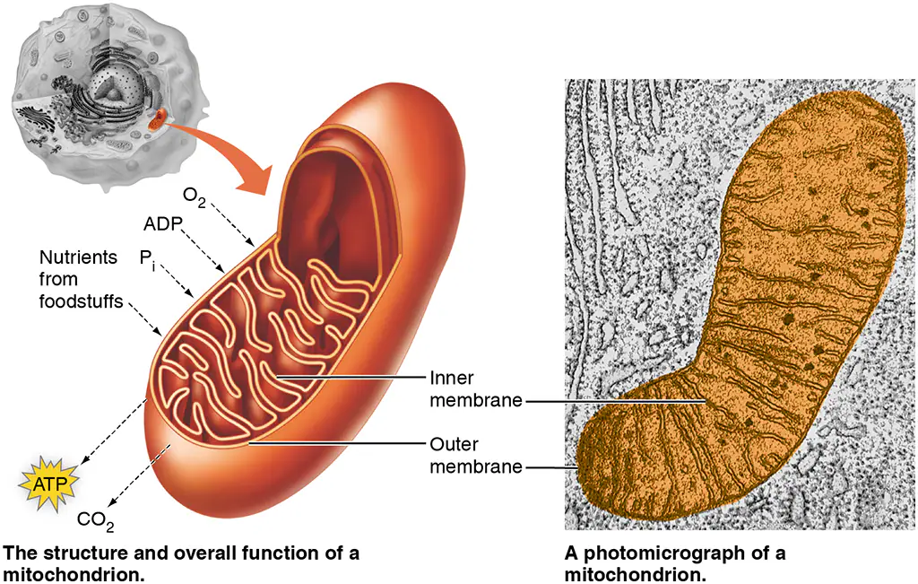 <p>Mitochondria </p>