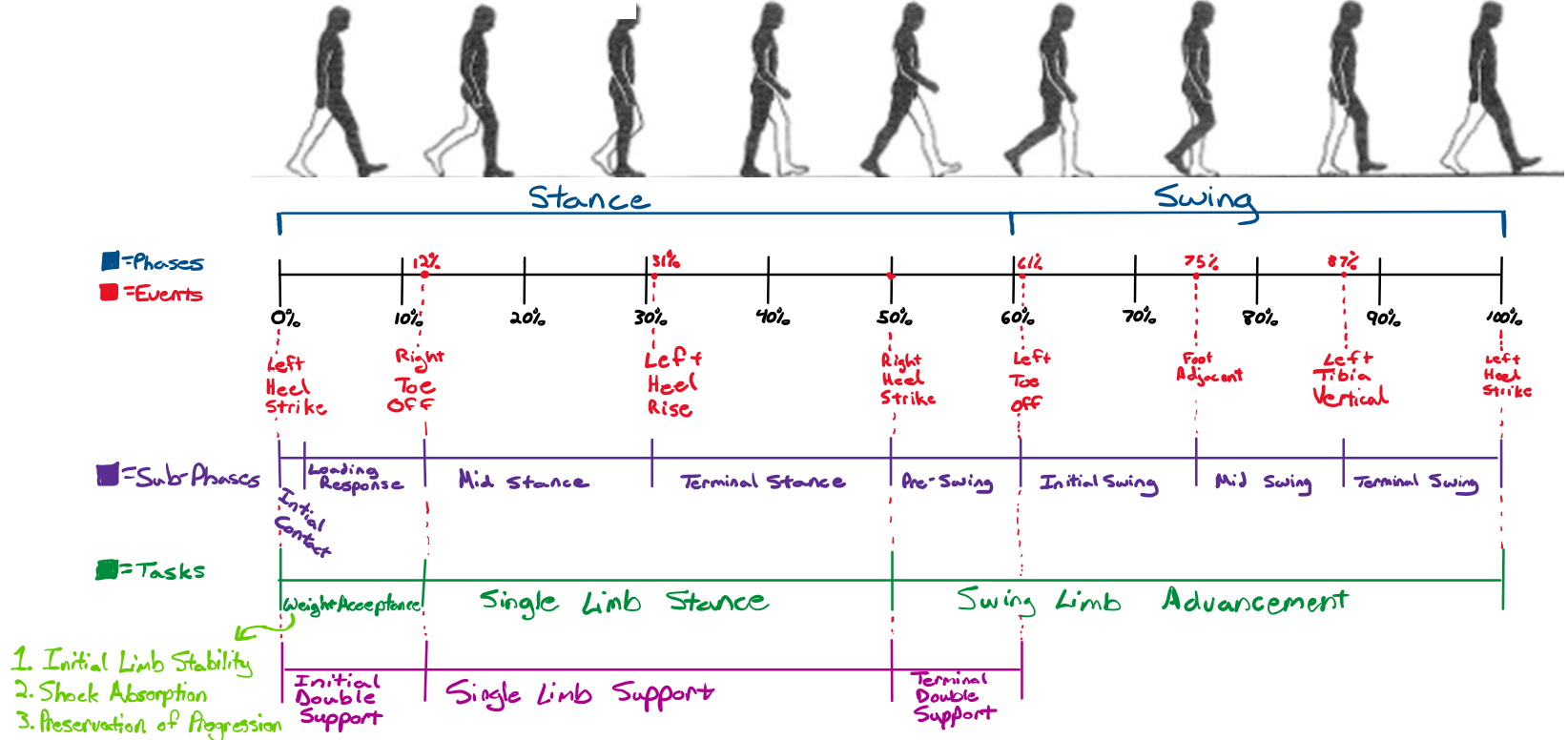 <ol><li><p>Stance 0%-62%</p></li><li><p>Swing 62%-100%</p></li></ol><p></p>