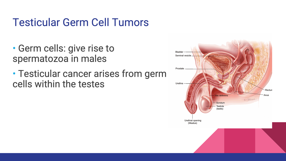 <p><span>Arises from </span><strong>germ cells</strong><span> that normally produce sperm.</span></p>