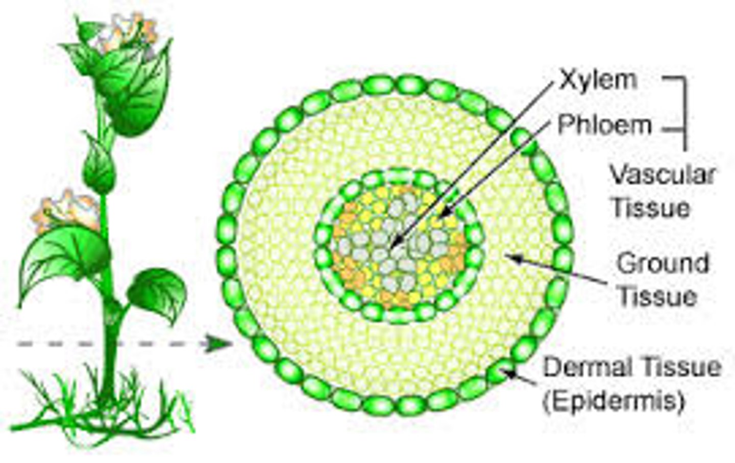 <p>epidermis</p>