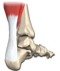 <p>composed of gastrocmius and soleus</p>