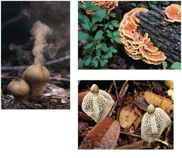 <p>Basidiomycetes (phylum Basidiomycota) </p>